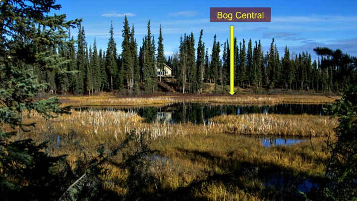May pond